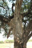 Tree being taken over by a Strangler Fig vine..