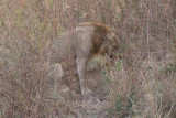 Lions Mating