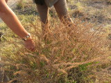 Wild African Lavender