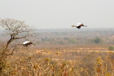 crown cranes in flight