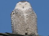 Snowy Owl (female)
