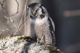 Northern Hawk Owl