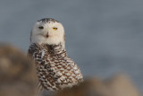 Snowy Owl (female)