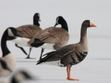 Greater White-fronted Goose