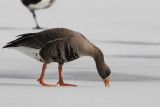 Greater White-fronted Goose