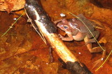 Wood Frog (amplexus)
