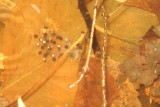 Spotted Salamander Eggs