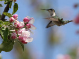 Ruby-throated Hummingbird