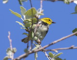 Black-throated Green Warbler