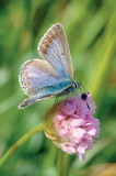 Common Blue and the beetle/ Alm. Blåfugl og billen