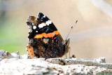 Red Admiral / Admiral