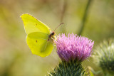 Common Brimstone / Citronsommerfugl