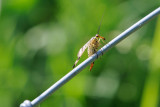 Bug on a wire / Insekt på trådhegn