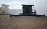 10-18-2008-soybeans-097.JPG