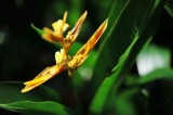 Heliconia x nickeriensis