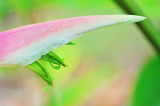 Heliconia chartacea Sexy Pink
