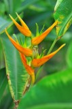 Heliconia latispatha Orange gyro