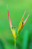 Heliconia psittacorum Mush