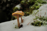 Macro winter land