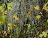 Autumn leaves & icicles