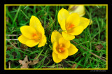 Crocus chrysanthus Goldilocks