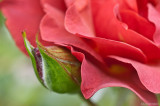 Peek-a-boo rose