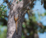 Scissor-tailed Flycatcher