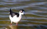 Black-necked Stilt