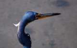 Tricolored Heron