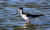 Black-necked Stilt
