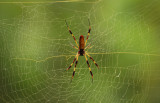 Golden Silk Orb Weaver