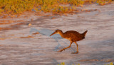 Clapper Rail