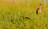 Clapper  Rail -  White Ibis