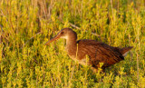 Clapper  Rail