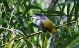 Prothonotary Warbler