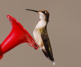 Ruby-throated Hummingbird