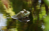 Bull Frog