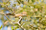 Yellow-billed Cuckoo