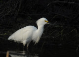 Snowy Egret