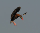 Black-bellied Whistling- Duck