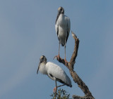 Wood Stork