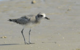Black-bellied Plover