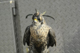 Peregrine Falcon