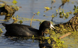 American Coot