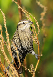 Female Red-winged Blackbird