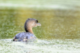 Pied-billed Grebe