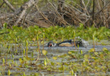 Wood Duck