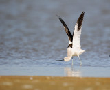 American Avocet