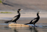 Neotropic Cormorant  8664.jpg