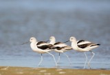 American Avocet